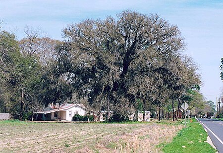 Live-Oak-Collins.jpg