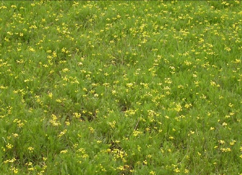 File:Lomatium bradshawii.jpg