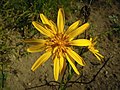 kozí brada východní (Tragopogon oroientalis) Don Pedro