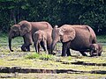 "Loxodonta_cyclotis_3970045.jpg" by User:Lupe