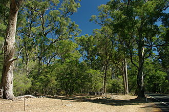 Ludlow Tuart Forest Ludlow forest gnangarra 02.JPG