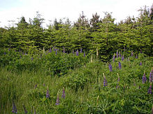 Lupinus-regalis.JPG