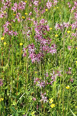 Cuckoo's light carnation (Lychnis flos-cuculi)