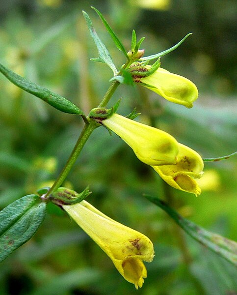 File:Mélampyre des prés (Melampyrum pratense)FL6flower.jpg