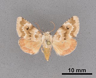 <i>Schinia arefacta</i> Species of moth