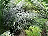 Macrozamia miquelii,Parque Terra Nostra, Furnas, Azoren