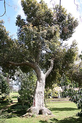 Corymbia ficifolia