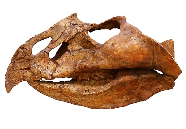 Holotype skull of Magnirostris