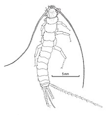 Maindronia bashagardensis (10.3853-j.2201-4349.72.2020.1760) Figure 6.jpg