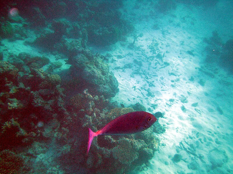 File:Maldives sleek unicornfish, Naso hexacanthus.jpg