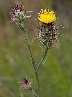 <i>Centaurea melitensis</i> Species of flowering plant