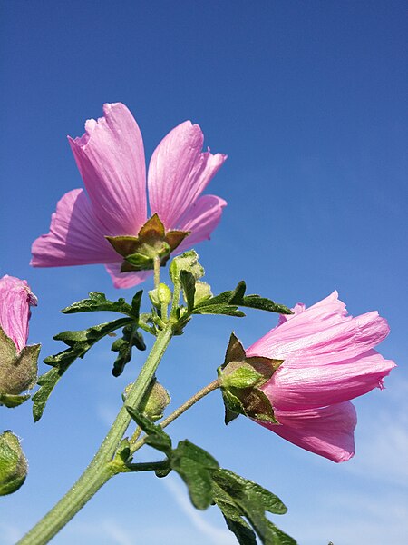 File:Malva alcea sl44.jpg