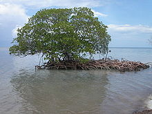 Mangrove à Cayo Levisa, Kuba.jpg