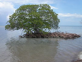 manglo (Rhizophora mangle)