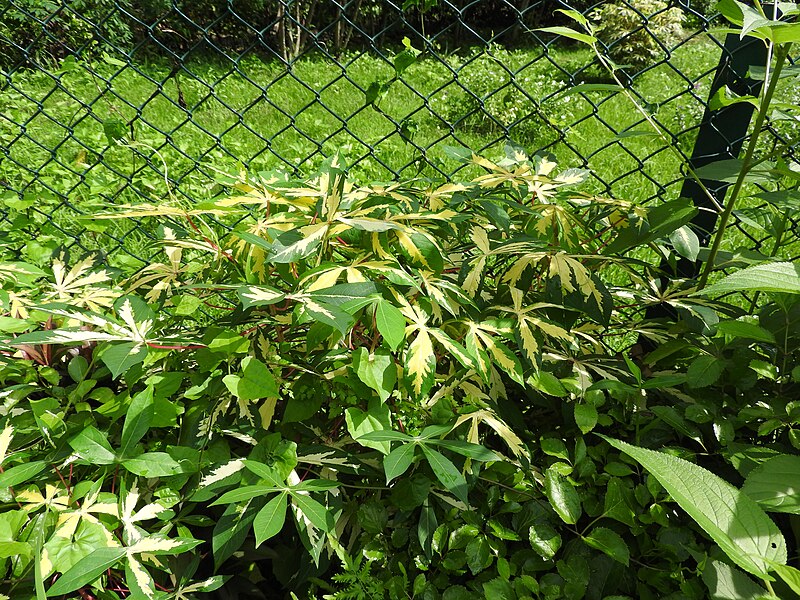File:Manihot esculenta variegata-2-AJCBIBG-howrah-India.jpg