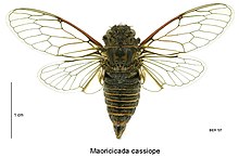 Maoricicada cassiope male.jpg