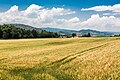 * Nomination Prunnerkreuz and rye field at Virunum on Zollfeld, Maria Saal, Carinthia, Austria --Johann Jaritz 01:30, 30 June 2017 (UTC) * Promotion Good quality. --Vengolis 02:38, 30 June 2017 (UTC)