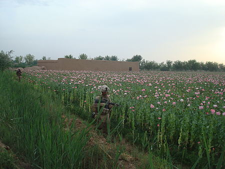 Marines in poppy fields.jpg