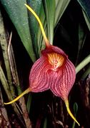 Masdevallia hercules