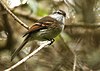 Mecocerculus leucophrys -Ecuador-8.jpg