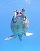 Meeresschildkröte (Eretmochelys imbricata)..DSCF1204OB.jpg