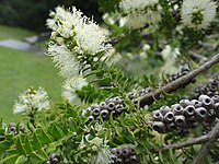 Melaleuca steedmanii