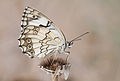 * Nomination Wing underside view of a female Wiskott's marbled white (Melanargia wiskotti). Adana - Turkey. --Zcebeci 19:58, 2 June 2015 (UTC) * Promotion Good quality. --Hubertl 05:29, 3 June 2015 (UTC)