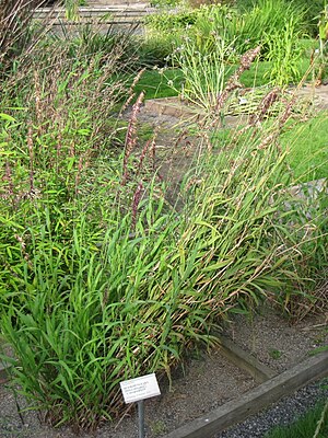 Melica altissima 'Atropurpurea' - Oslo botanical garden - IMG 8886.jpg