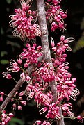 Flowers close-up