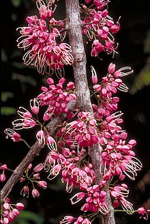 Flowers of Melicope rubra Melicope rubra.jpg