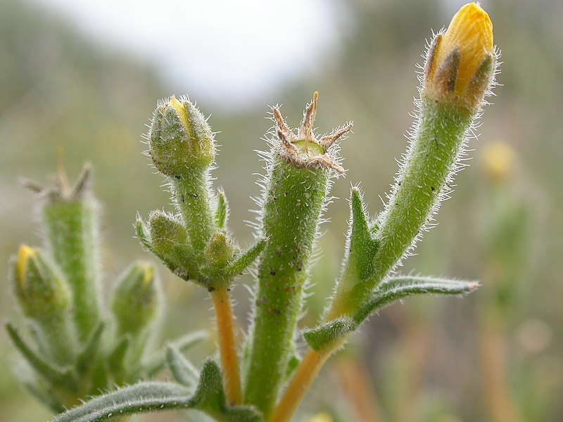 File:Mentzelia albicaulis (4049303978).jpg