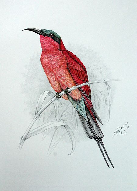 Merops nubicoides00.jpg