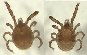 Mesostigmata spM1.jpg görüntüsünün açıklaması.