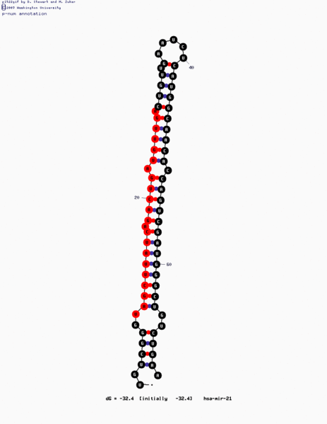File:MiR-21 Structure.gif