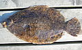 Lemon sole