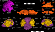 CT scans of Microterus borealis