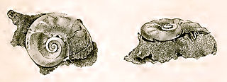 <i>Microtis tuberculata</i> Species of gastropod