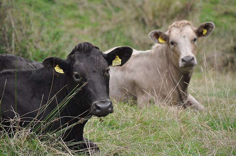 File:Mid Devon , Cattle Grazing - geograph.org.uk - 4181741.jpg