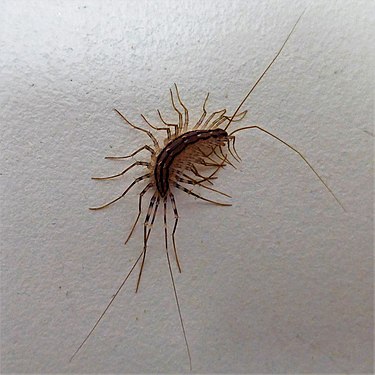 Centipede on a wall