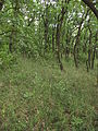 Čeština: Nature reserve Milovická stráň. Okres Břeclav, Česká republika.