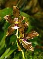 Miltonia kayasimae