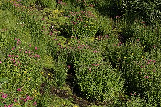 Mimulus lewisii