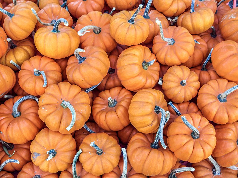 File:Mini pumpkins.jpg