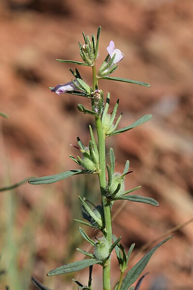 File:Misopates calycinum kz02.jpg