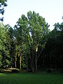 Trojice dubů letních sloupovitých u hudebního pavilonu v parku Štěpánka v Mladé Boleslavi.