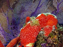 Monanchora arbuscula (Poecilosclerida) Monanchora arbuscula (Red encrusting sponge).jpg
