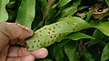 Monarch Fern (Phymatosorus scolopendria) 3.jpg