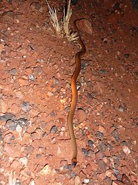 Moon snake (Furina ornata), Northern Territory, Australia