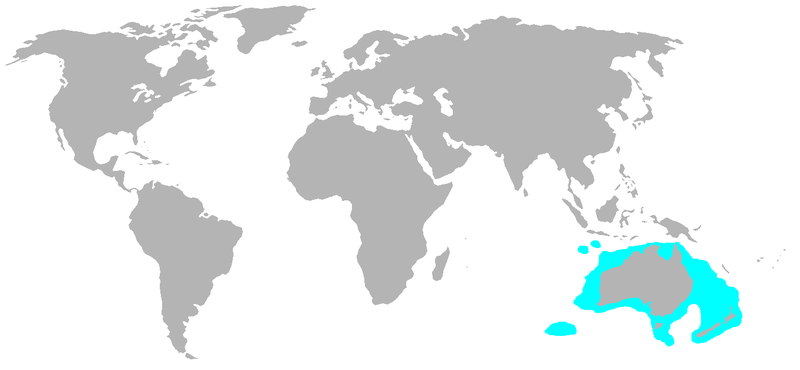 File:Morus Serrator distribution map.PNG