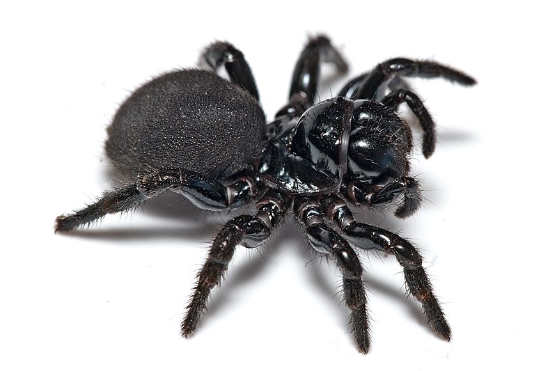 File:Mouse spider02.jpg